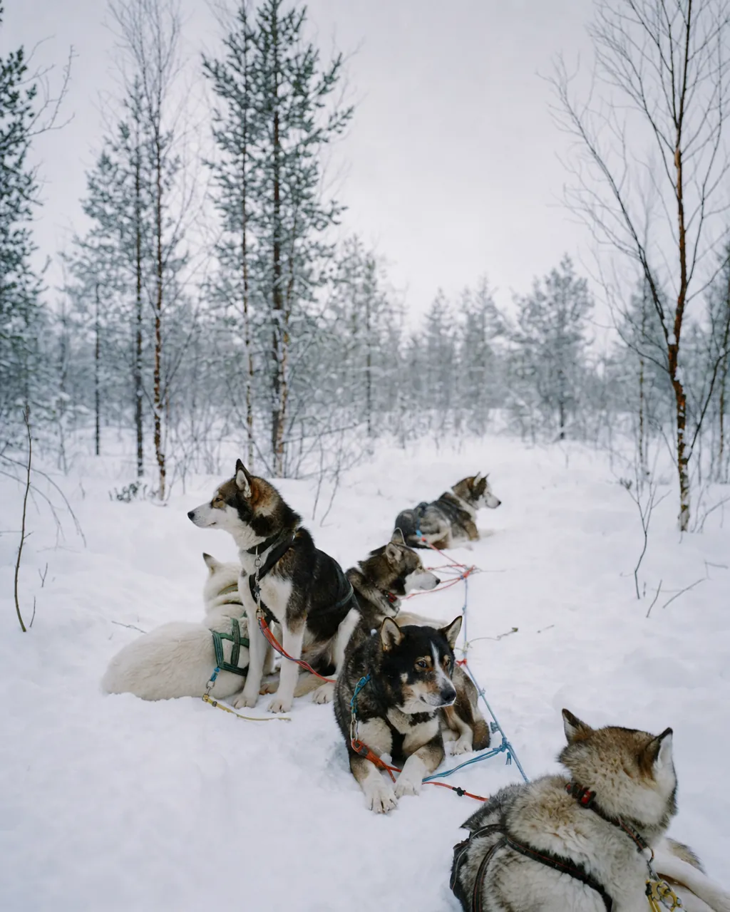 Sled-dog team at rest in fresh deep snow under soft northern overcast light, Finnish Lapland